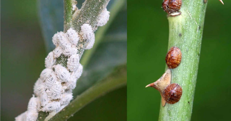 Trattamento Degli Alberi Da Frutto Contro Afidi E Cocciniglie Cedasapere